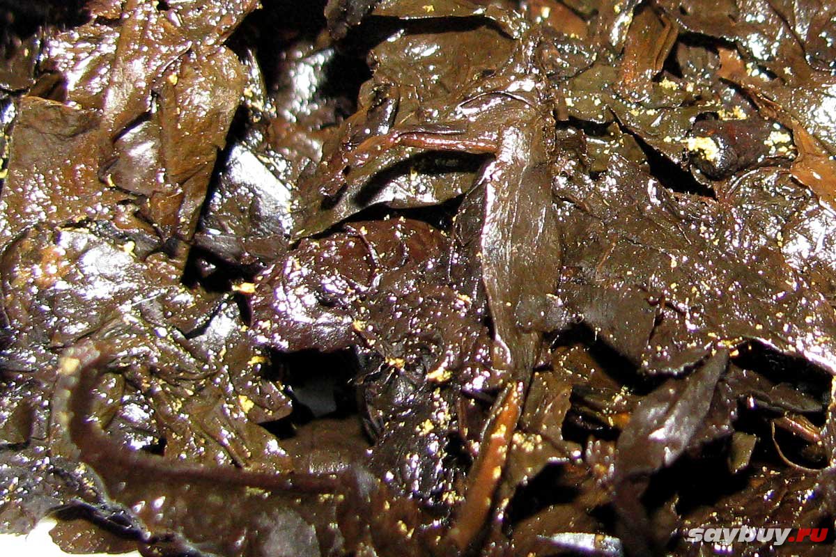Черный чай с золотой плесенью 2012 года - спитой лист и плесень на нем